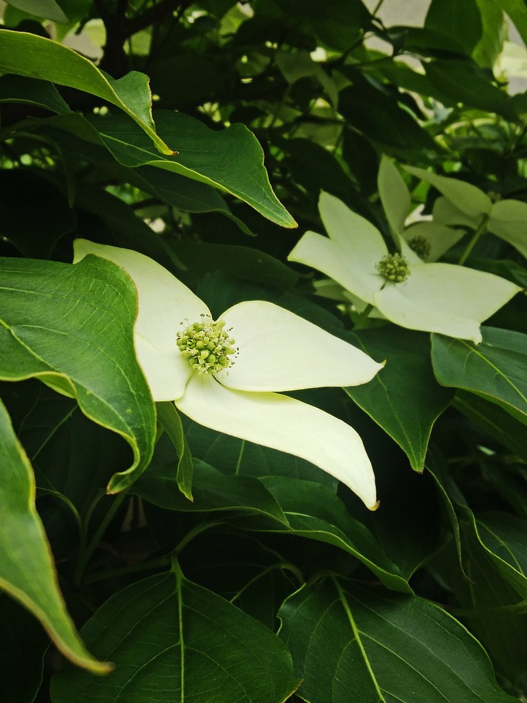 ヤマボウシ探して