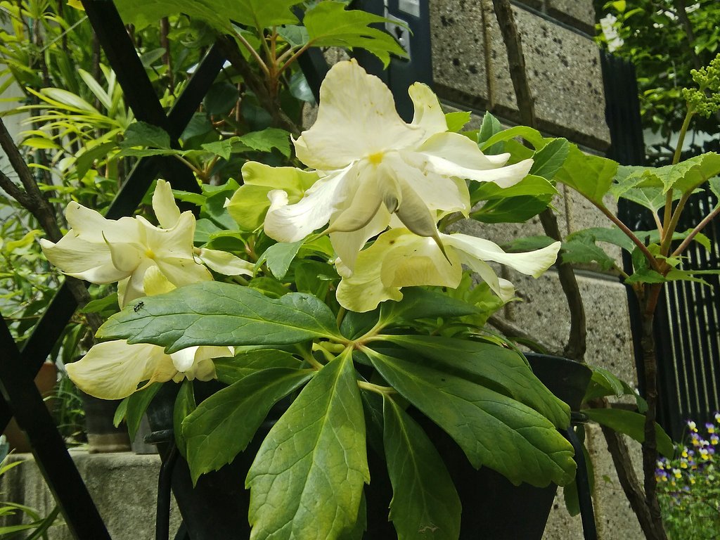 クリスマスローズと思う白花