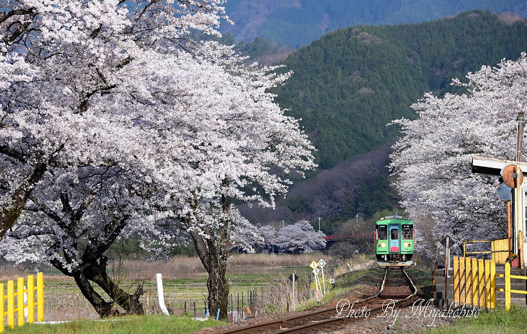 桜日和