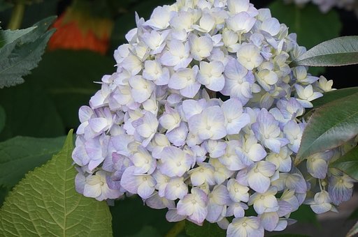 アジサイの花