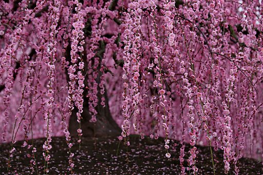 3月10日の写真