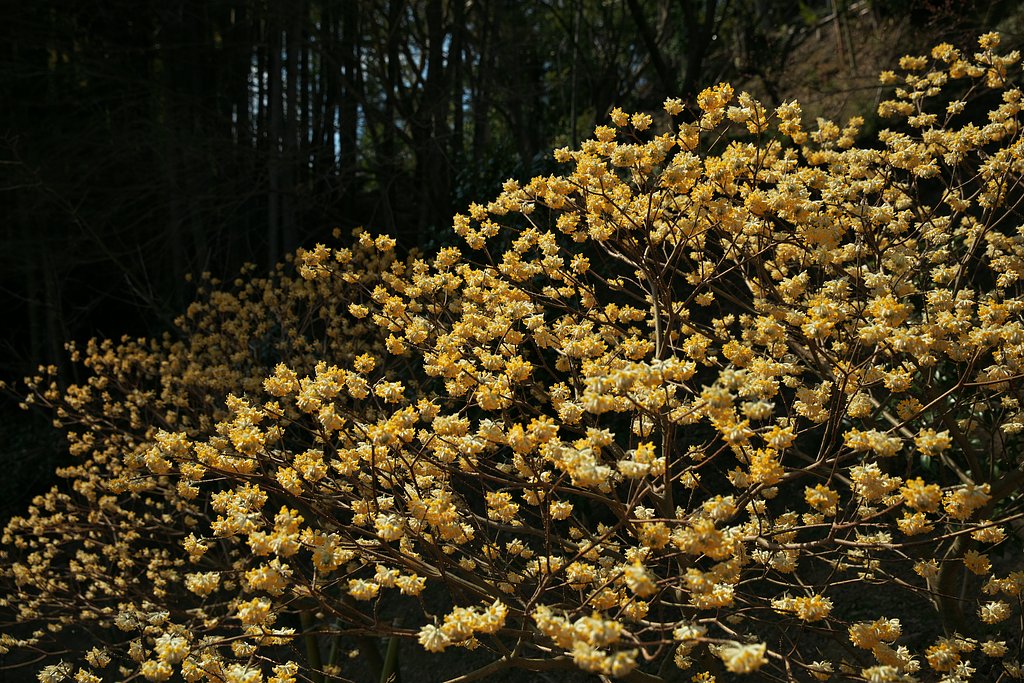 EF24-70mm F2.8LⅡ
