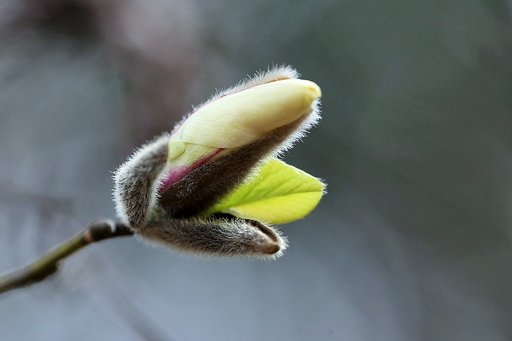 コブシ開花寸前