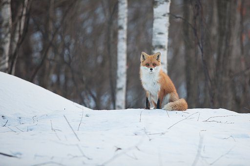 キタキツネ