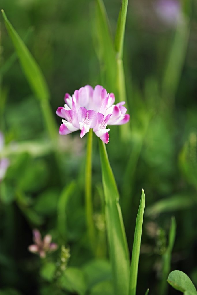 蓮華