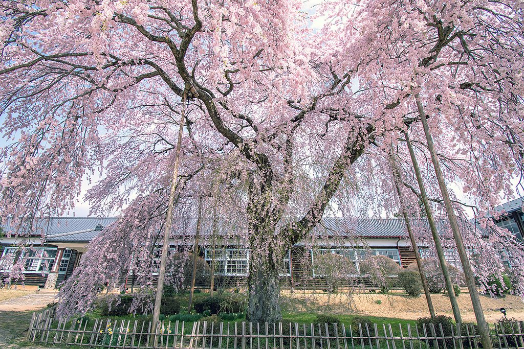 【桜花】桜花