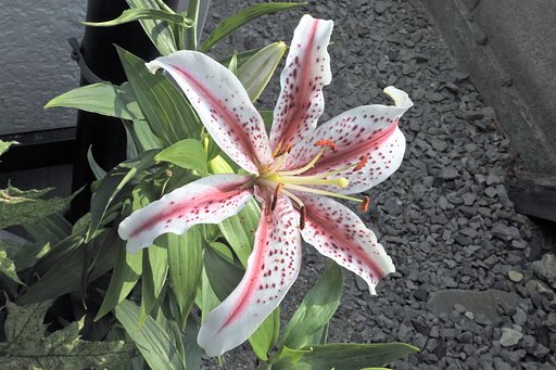 山百合改良種