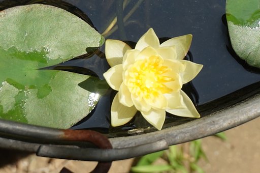 【盛夏】　蓮