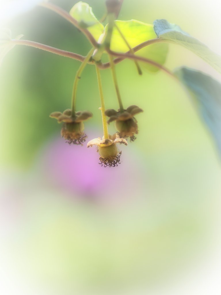 キウイの実