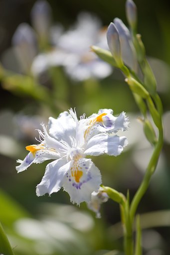 季節の花「シャガ」