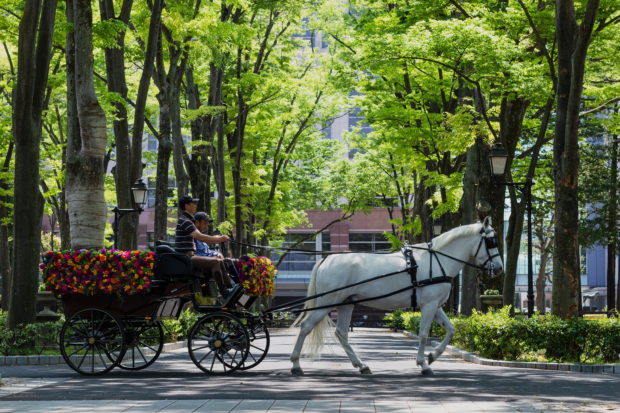 白馬の花馬車