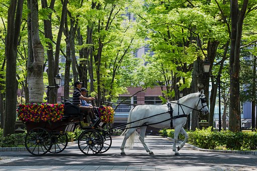 白馬の花馬車