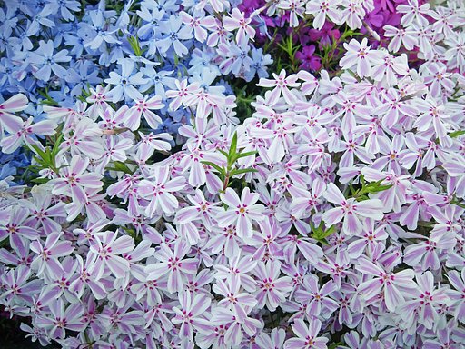 【桜花】宅の芝桜