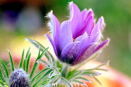 紫の花に癒されます。