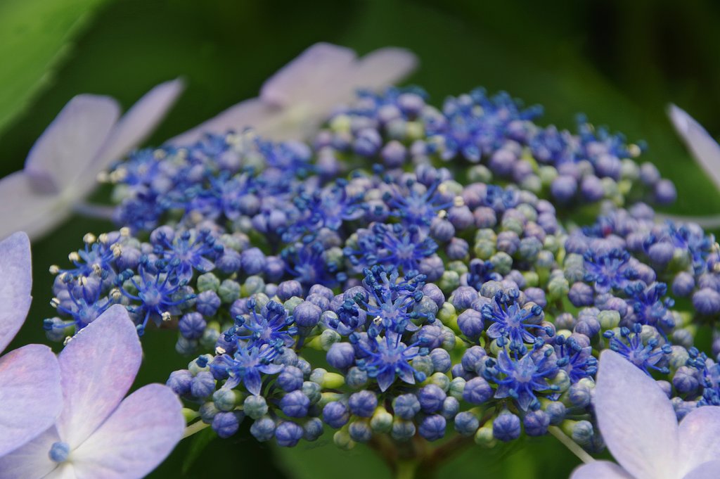 紫陽花Ⅱ