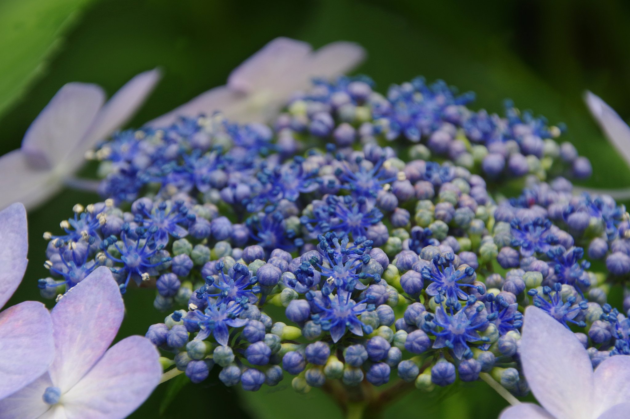 紫陽花Ⅱ