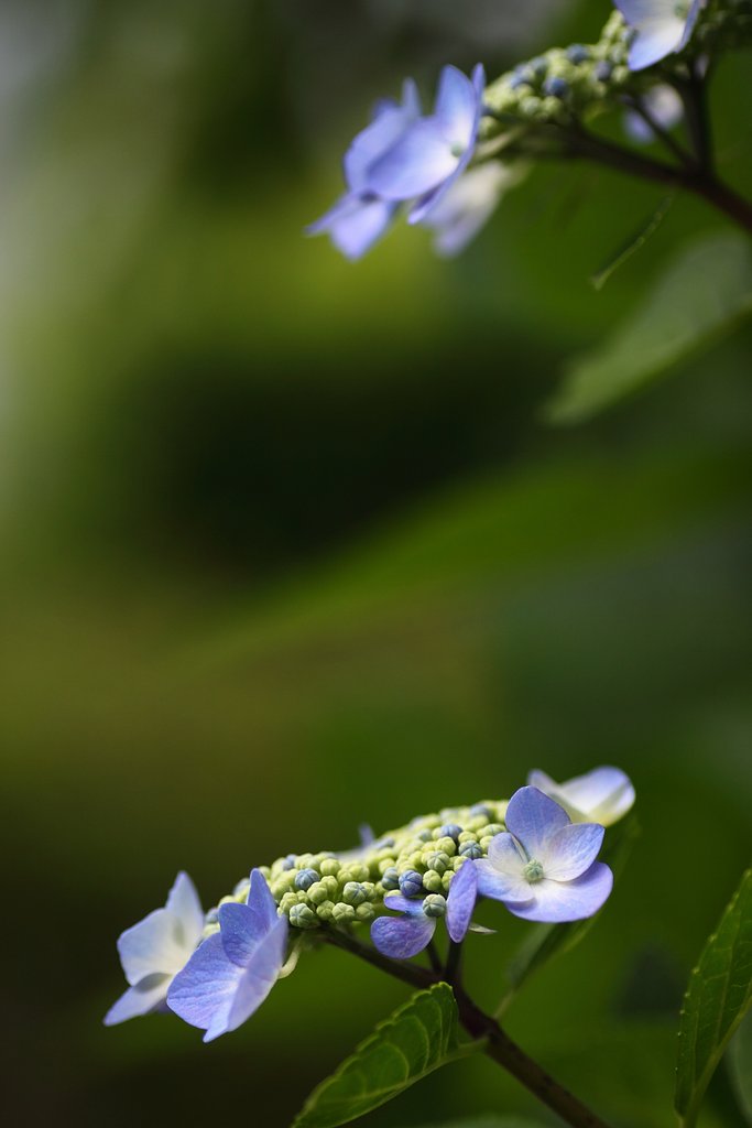 【散歩】額紫陽花