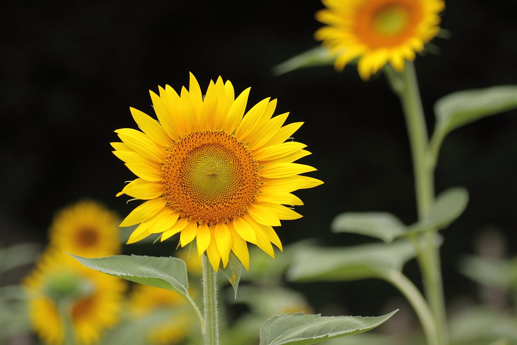Tamron 90mm f2.8 macro 172E