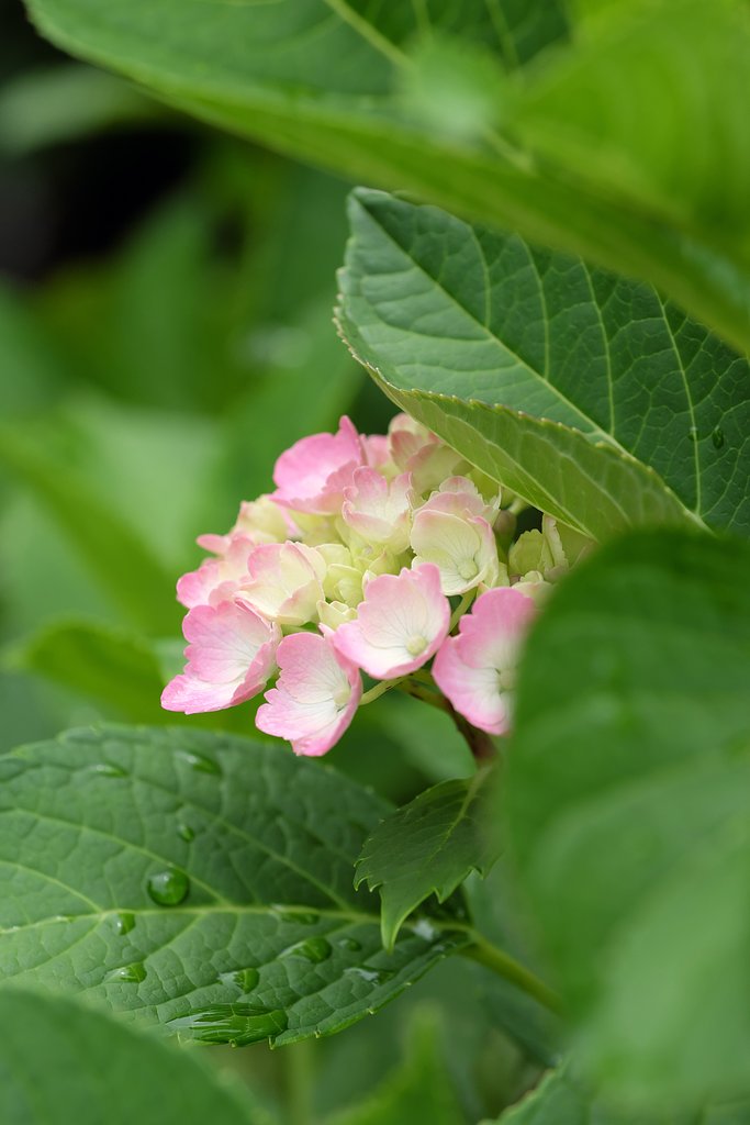 紫陽花