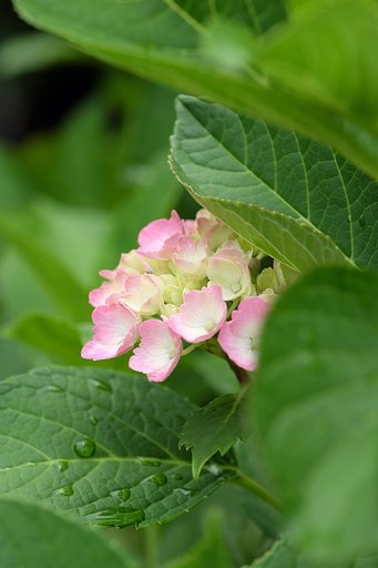 紫陽花
