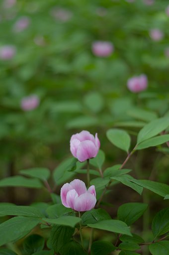 PENTAX-DA 50mmF1.8