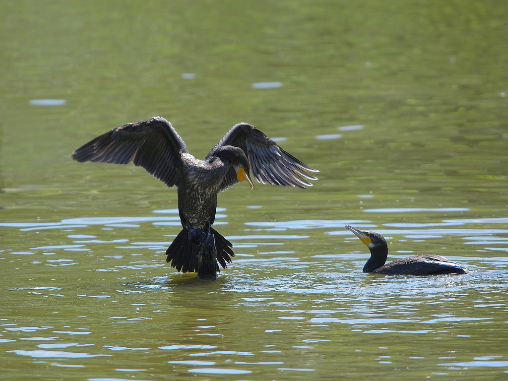 王鳥と従者
