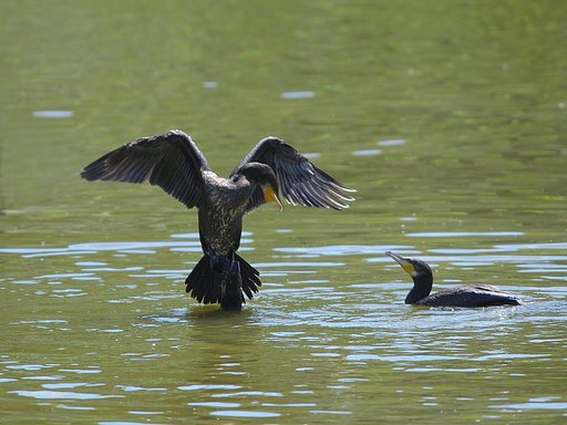 王鳥と従者