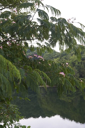 溜池散歩