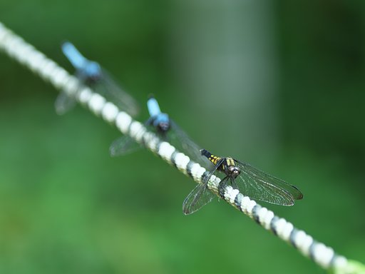 EF70-200mm F2.8L IS Ⅱ+EF1.4xⅢ