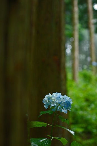 あじさい園・・・2