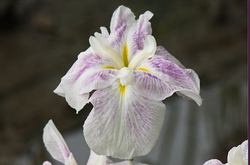 花ショウブ