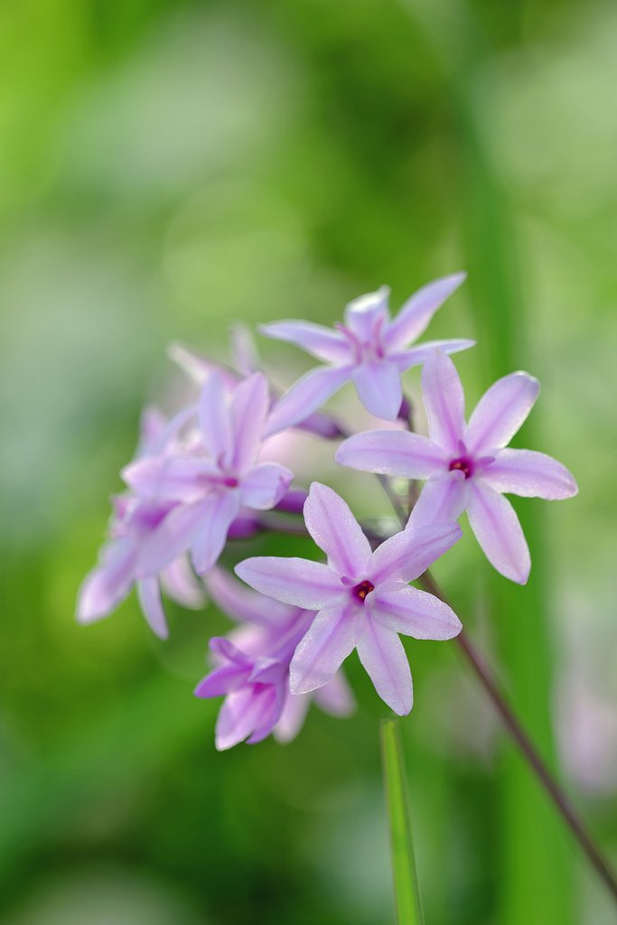 路に咲く花