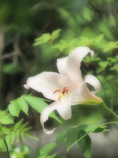 ささゆり