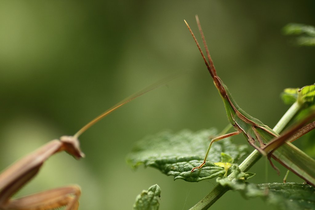 Tamron 90mm f2.8 macro 172E