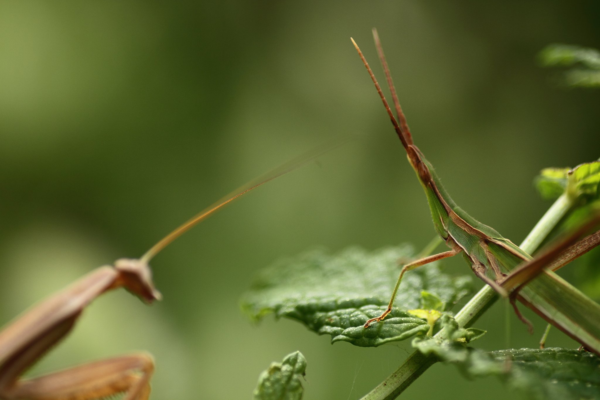 Tamron 90mm f2.8 macro 172E