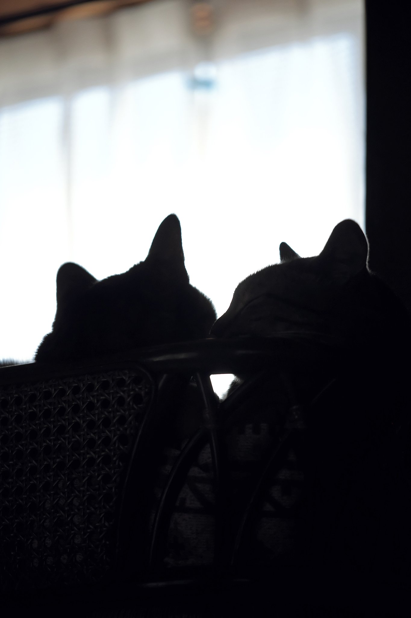 silhouette