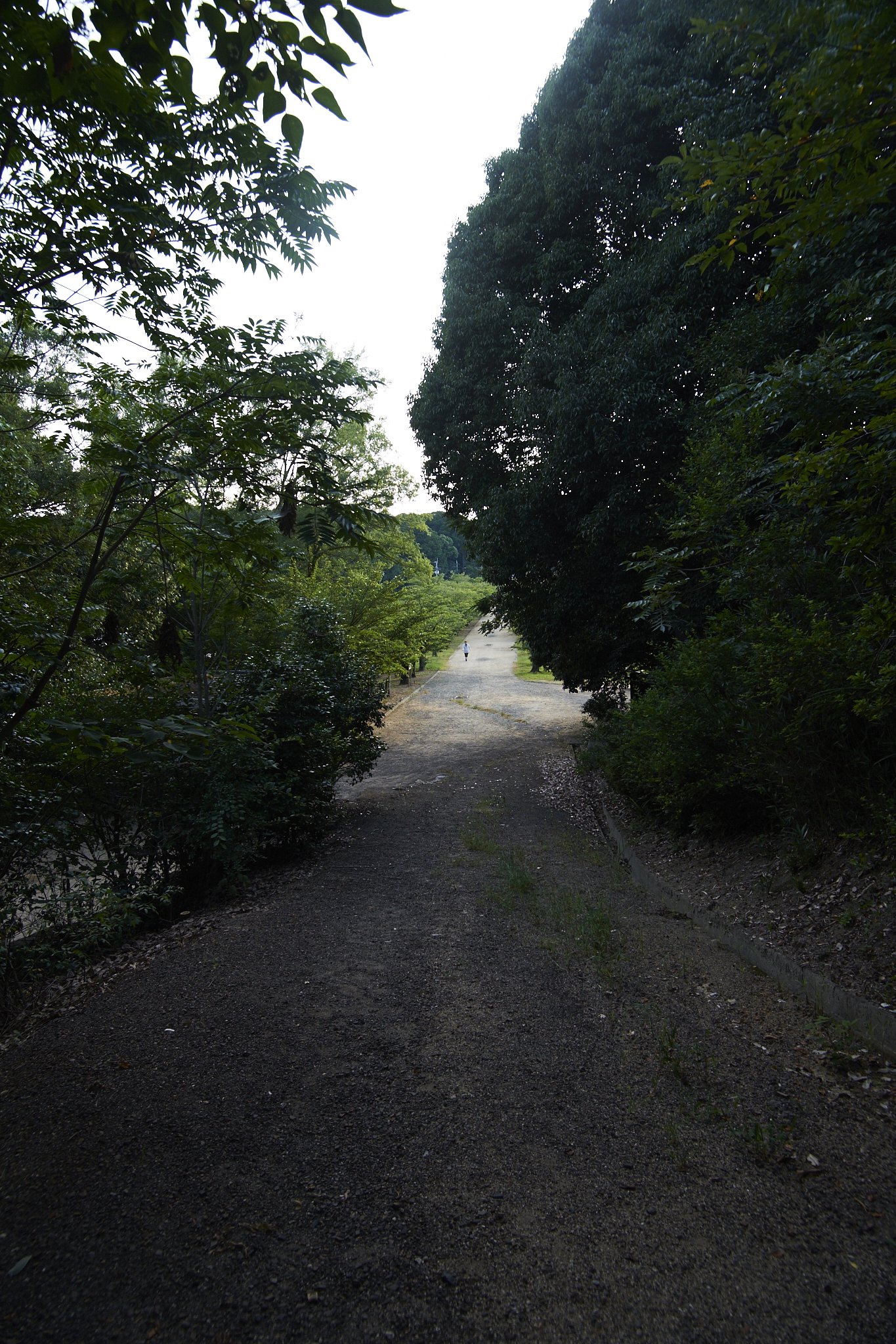 溜池遊記