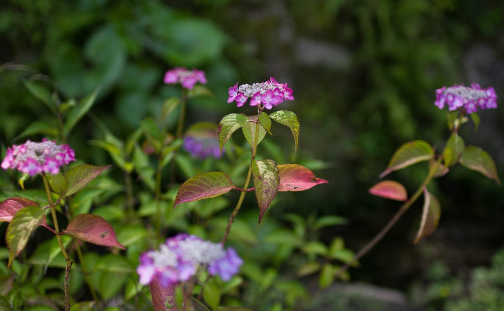 SIGMA 30mm F1.4 DC HSM