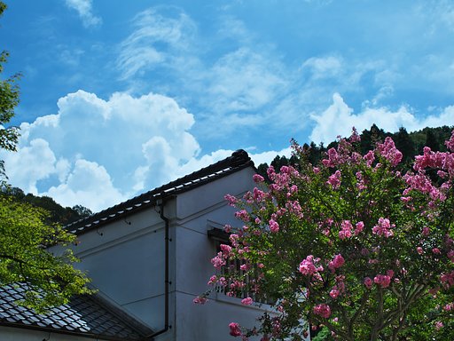 土蔵と百日紅2