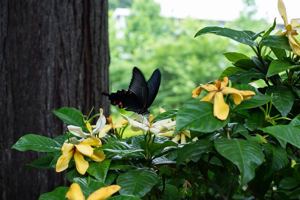 XF35mm F1.4 R