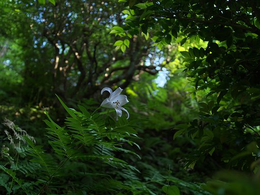 ささゆり