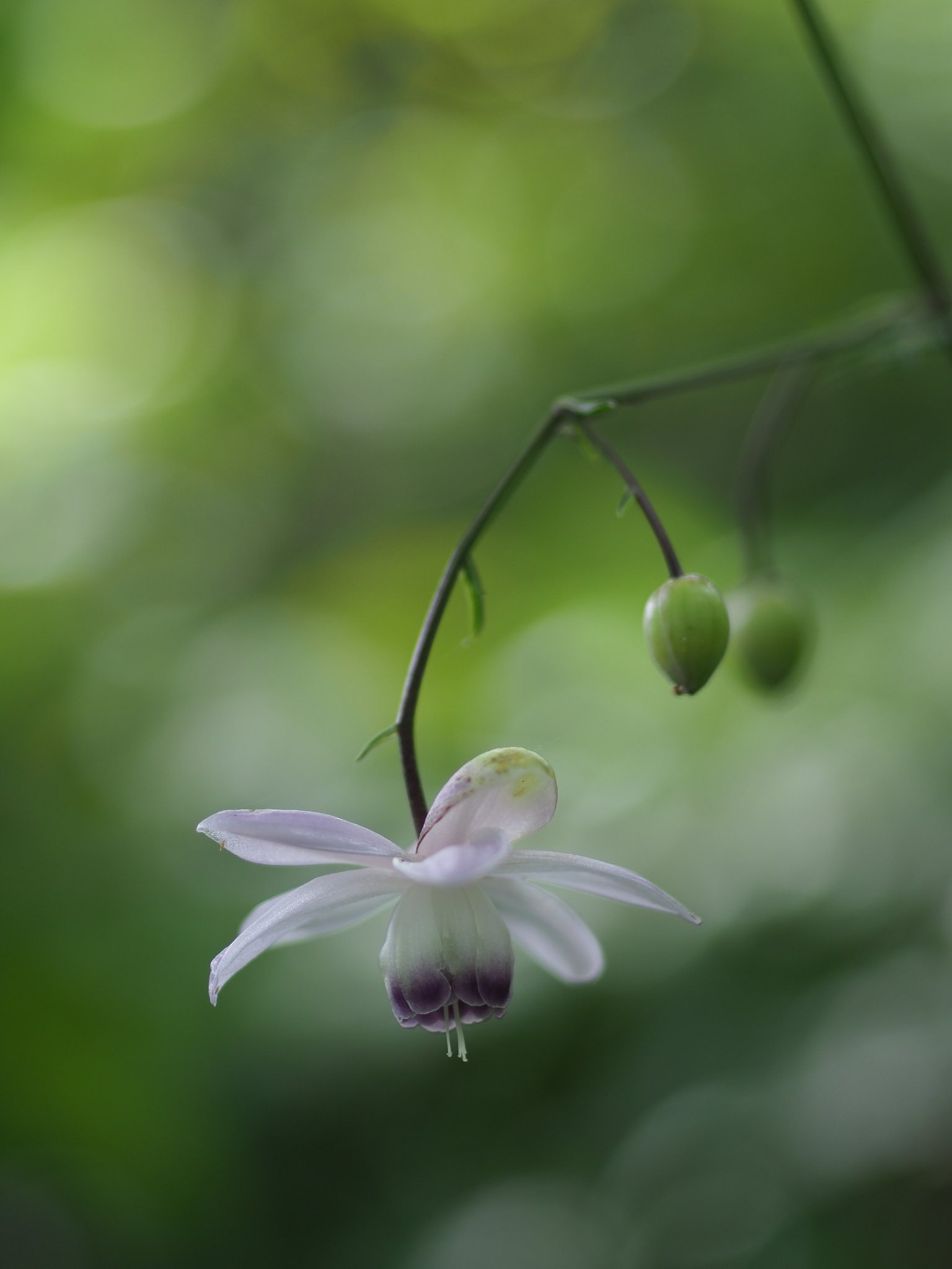 ◎コシナツァイス Makro Planar 50mm/F2