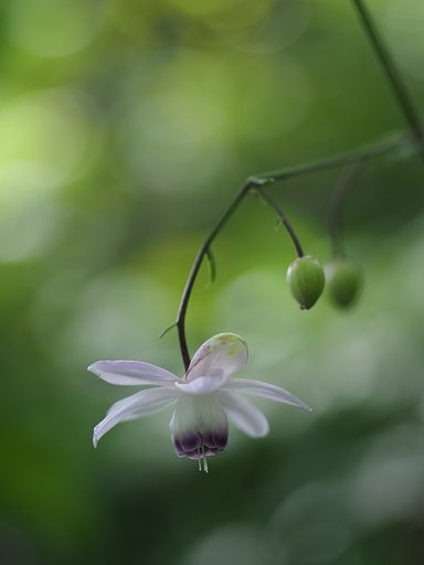 ◎コシナツァイス Makro Planar 50mm/F2