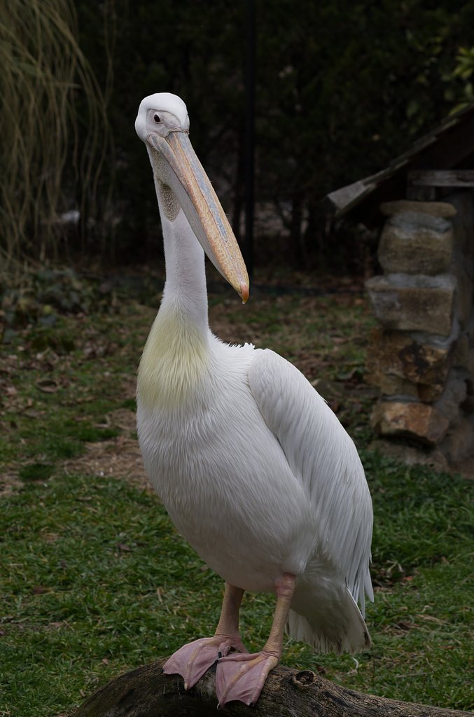 ペリカン