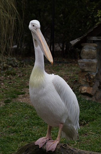 ペリカン