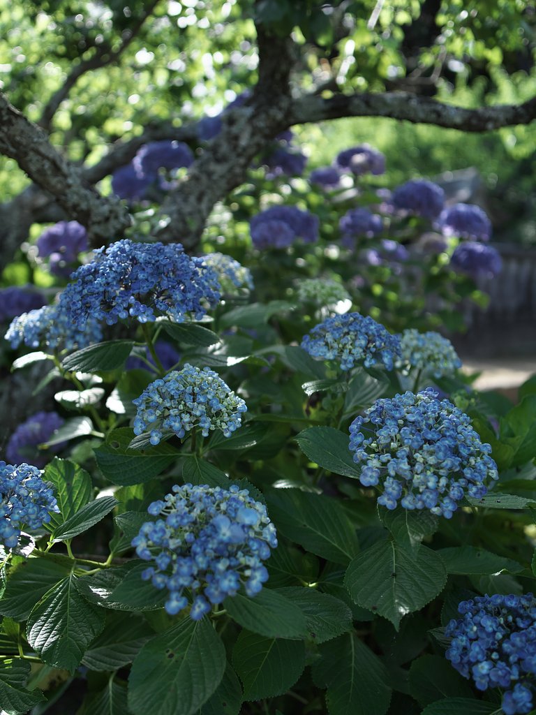 ED17 F1.2 Pro
