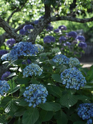 ED17 F1.2 Pro