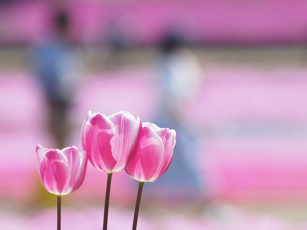 花さんぽ「芝桜」その１