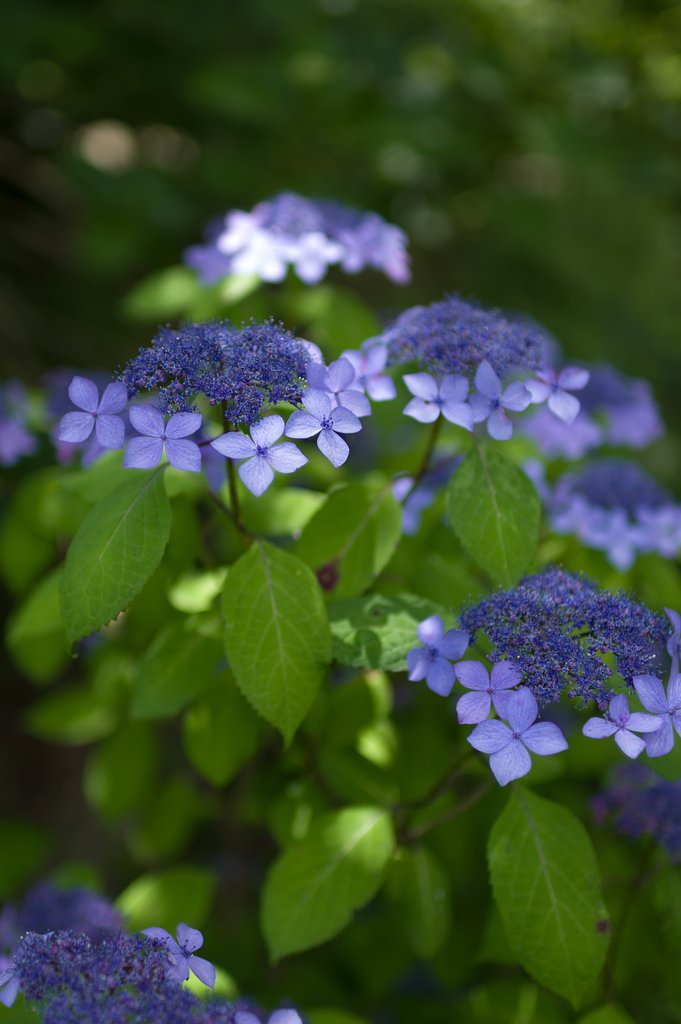 SIGMA 30mm F1.4 DC HSM