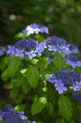 SIGMA 30mm F1.4 DC HSM